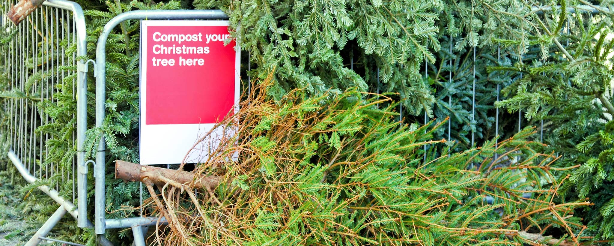 xmas-tree-recycle-hero-GettyImages-111934627