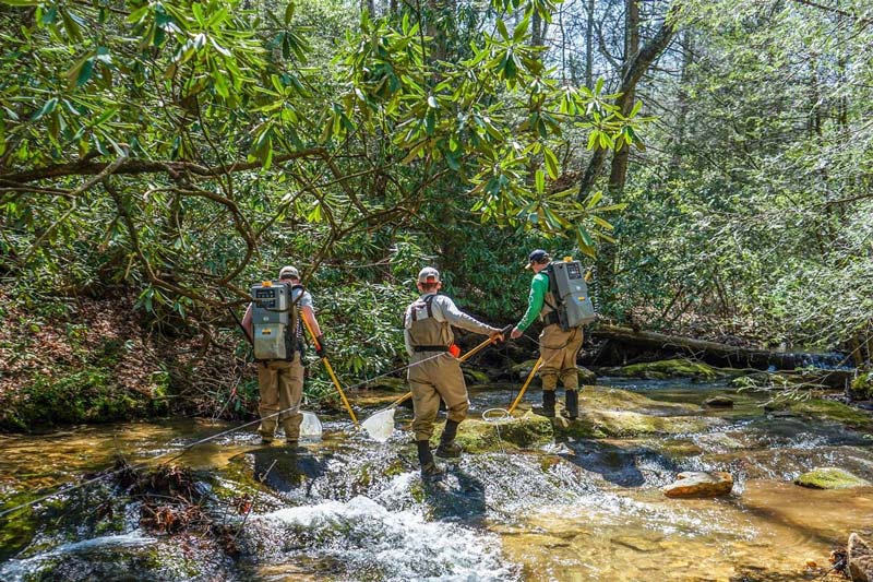 Biologists in a stream 