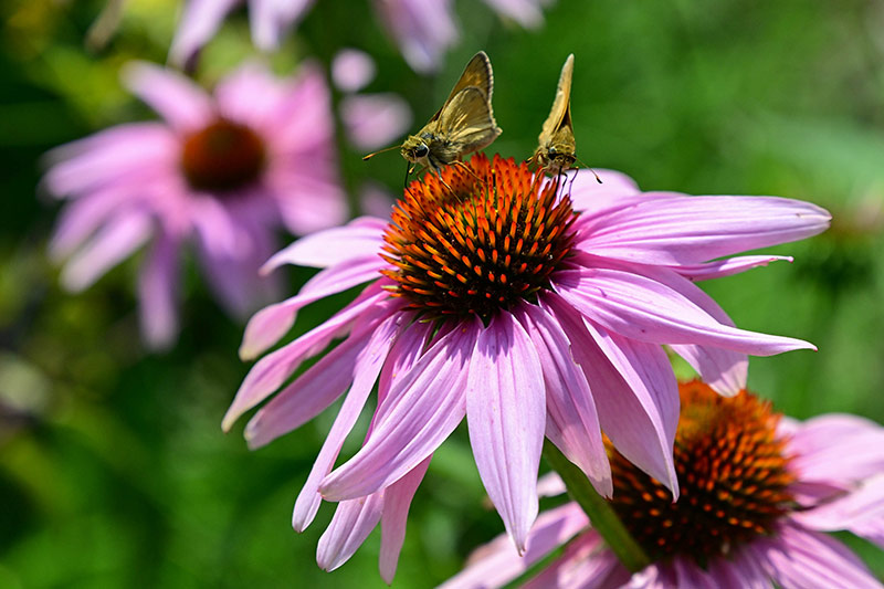 Purple coneflowers
