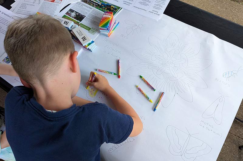 Child draws with crayons