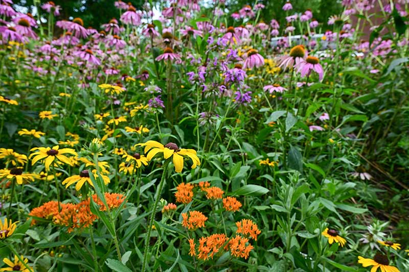 Mix of coneflower, milkweed, black-eyed Susans and other native pollinators