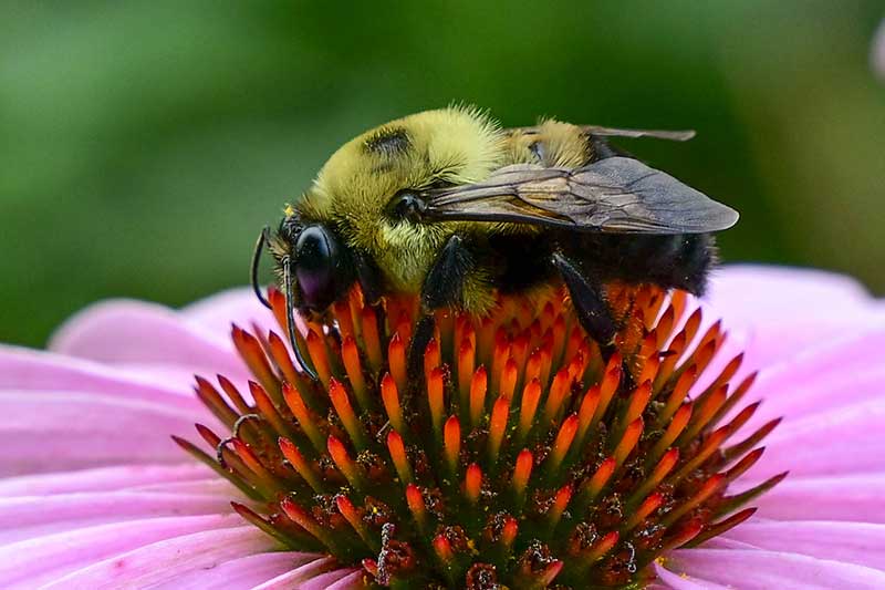 Bee on a purple coneflower