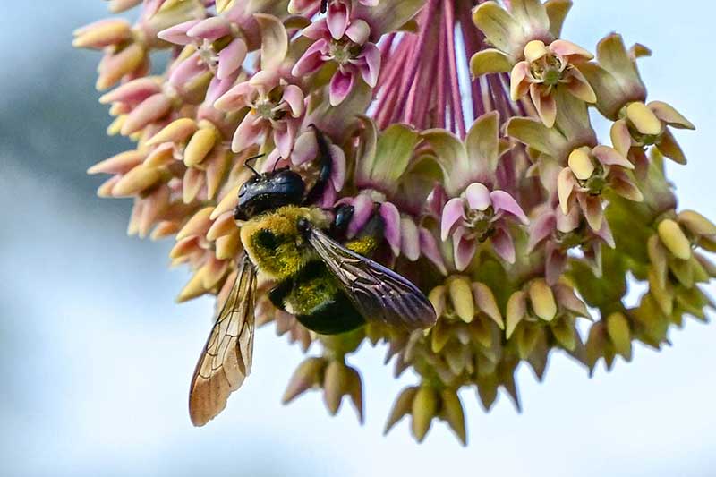 Bee on a native plant