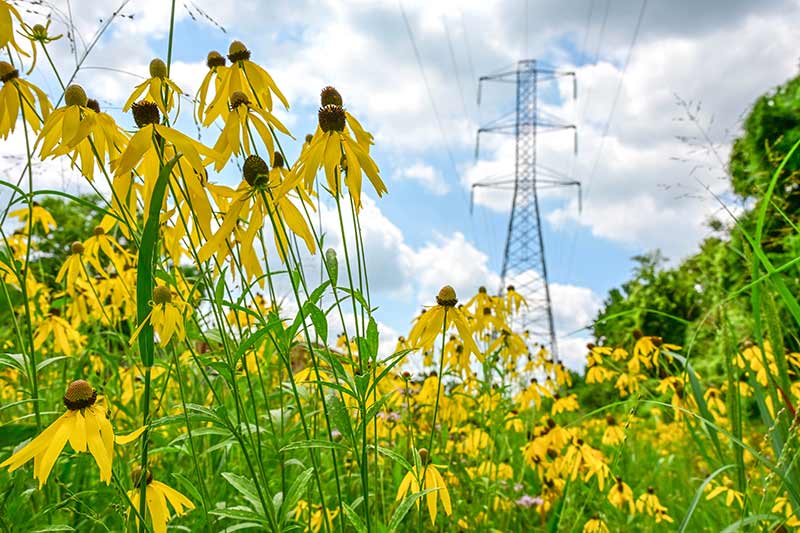 Black-eyed Susans growing along TVA right of way
