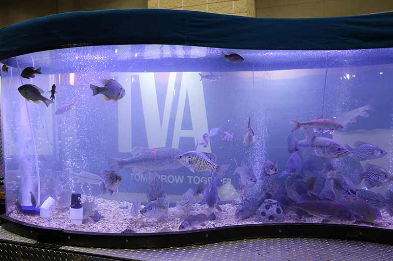 TVA's traveling aquarium highlights life under the surface of the Tennessee River