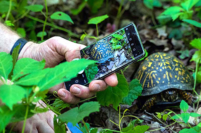 Cellphone camera used to capture photo of box turtle at a BioBlitz event
