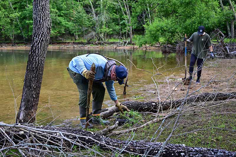 TVA fisheries biologist John Justice plants water willow with TVA volunteer Frank Salinas at the Chatuge shoreline stabilization project.