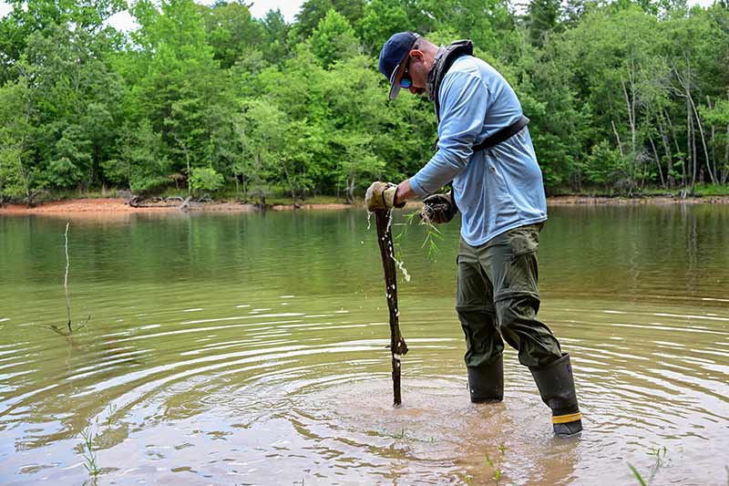 TVA fisheries biologist John Justice plants water willow to help with Chatuge shoreline stabilization.
