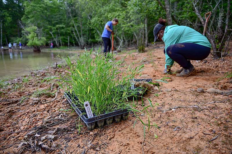 TVA volunteers Kathryn Phillips and MyEsha Vail plant American water willow at Chatuge.