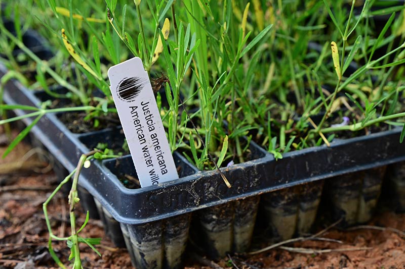 Newly planted American water willow will stabilize the shoreline, reduce erosion and create fish habitat for anglers.