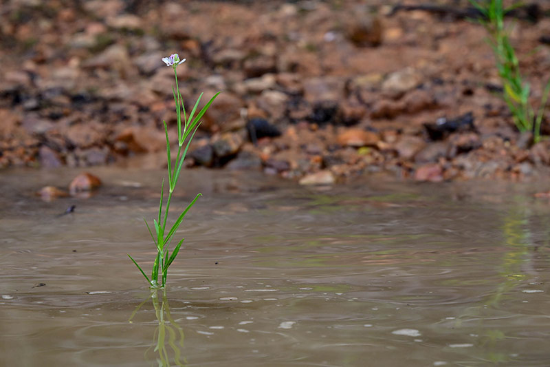 Native American water willow will spread to stabilize the shore, reduce erosion and provide fish habitat.