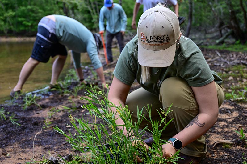 Georgia Department of Natural Resources administrative assistant Brylie Warner with a flat of American water willow.