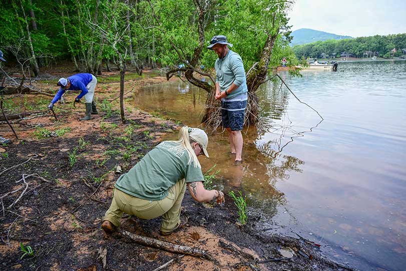 TVA employees joined Georgia Department of Natural Resources staff and volunteers to plant water willow and buttonbush.