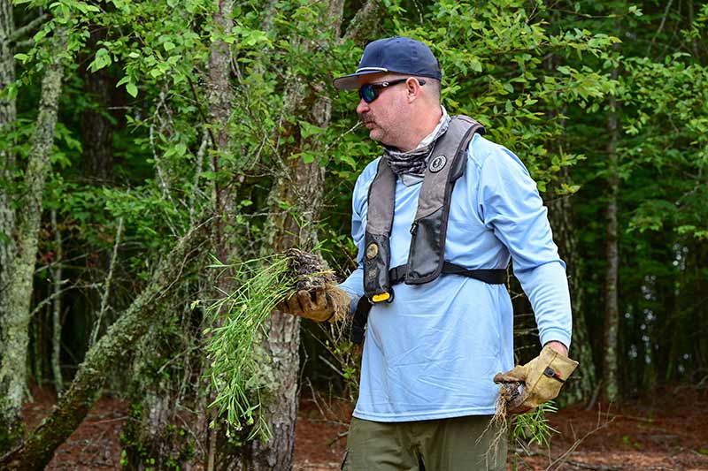 TVA fisheries biologist John Justice holds water willow for planting.