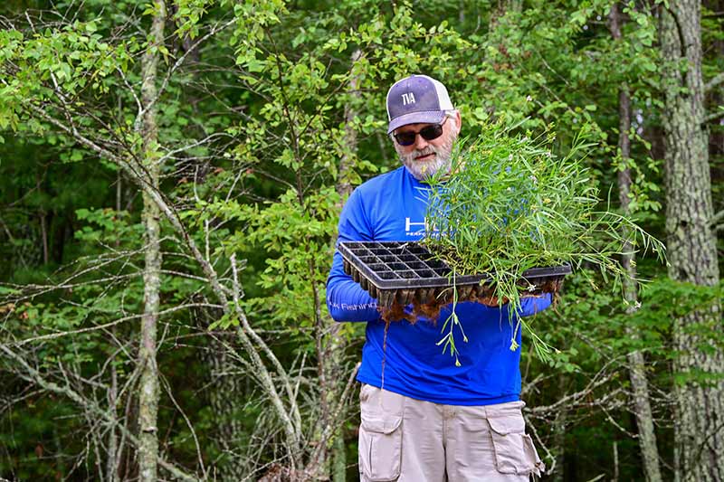 TVA fisheries biologist Kurt Lakin carries a flat of American water willow.