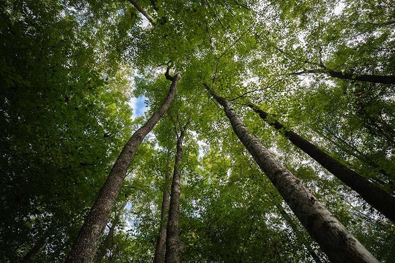 Public lands offer opportunities for recreation and relaxation, but they’re also home to plants and animals that are vital to our environment.
