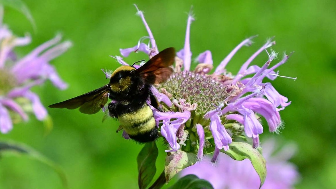 A bee on a flower.