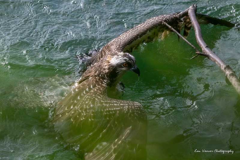 The osprey chick was unable to fly due to the fishing line.