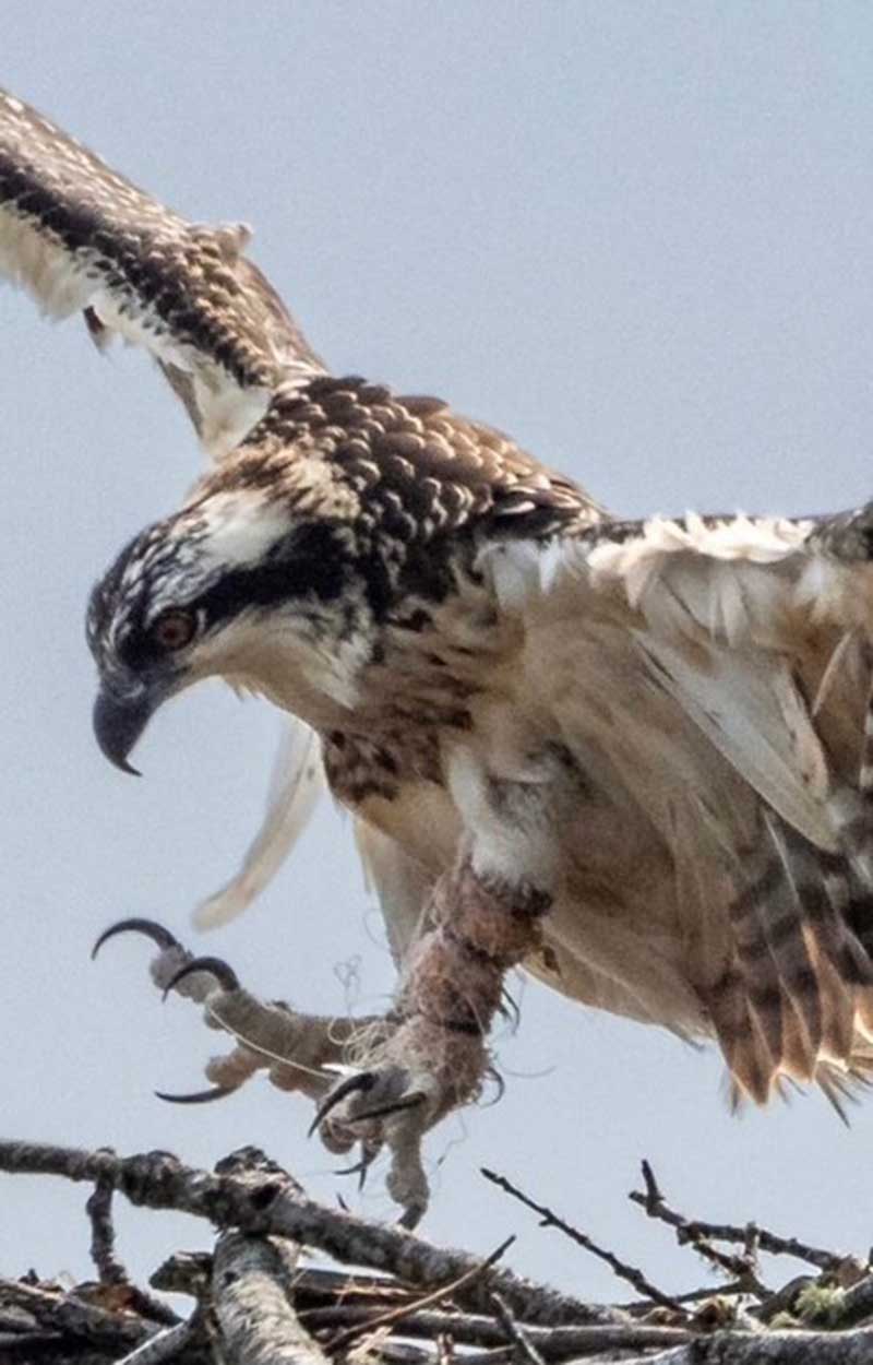 The Osprey had fishing line wrapped around its leg.