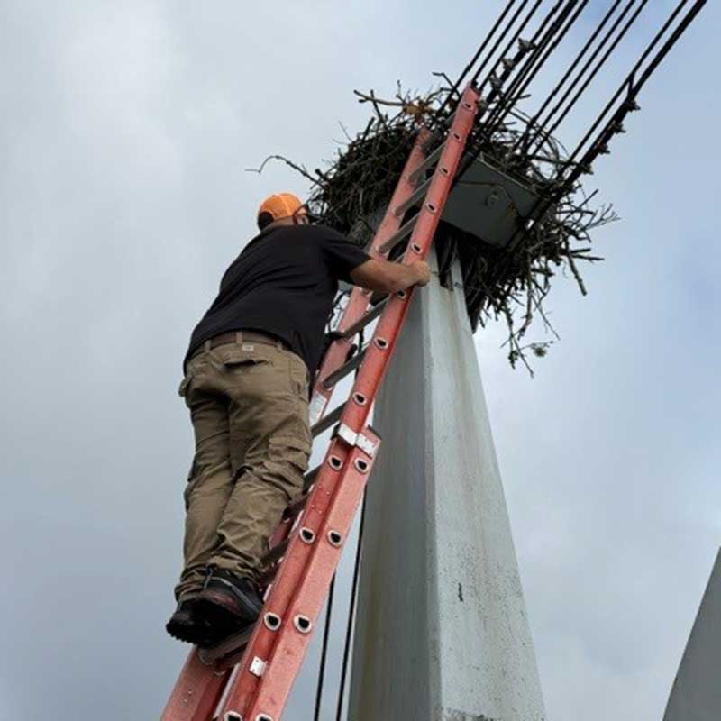 The team used ladders to reach the nest