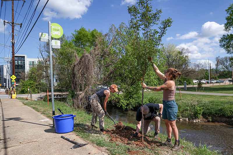 Volunteers plant tree by sidewalk