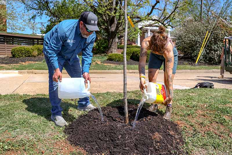 Volunteers pour water onto newly planted tree