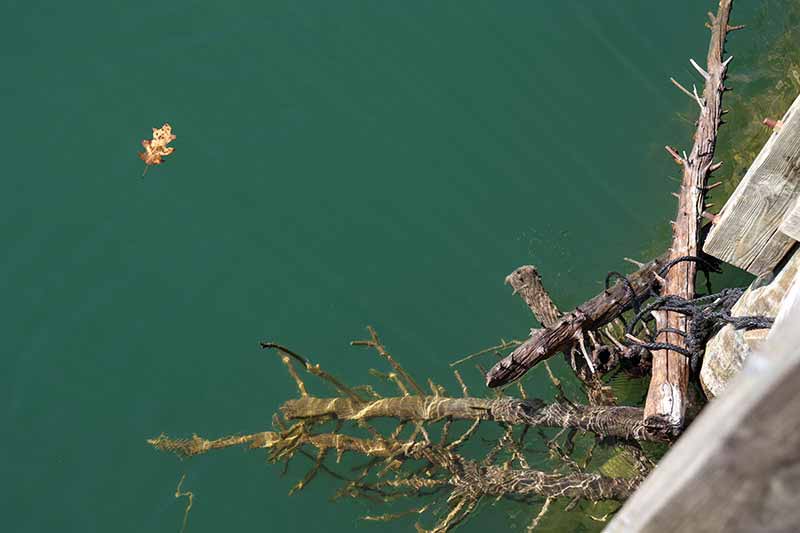 Submerged trees make habitat for fish and other aquatic organisms