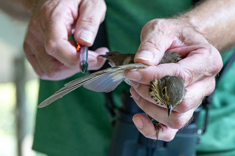 Volunteers recorded data on birds’ weight, plumage and overall health during an event held near Watts Bar Dam.