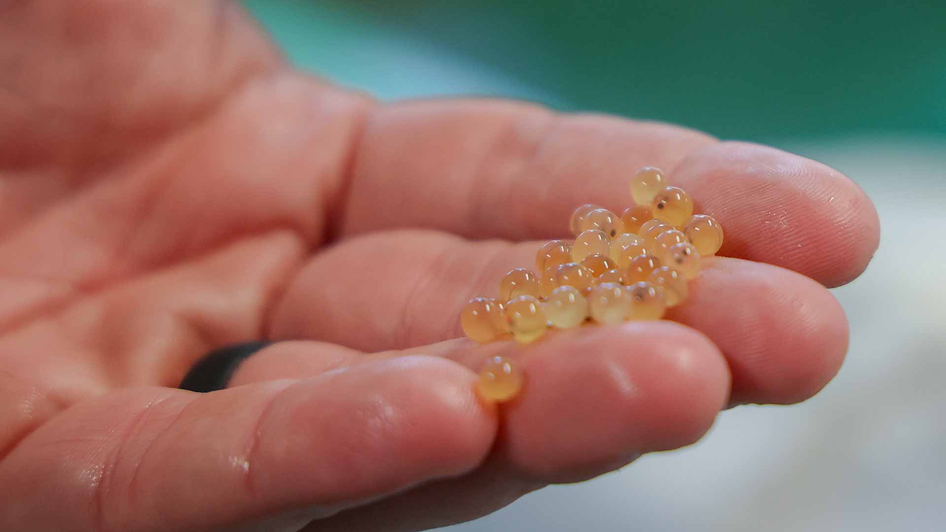 Hand holding brook trout eggs at Erwin National Fish Hatchery