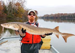 TVA aquatic zoologist Aaron Coons holds a lake sturgeon during a recent outing