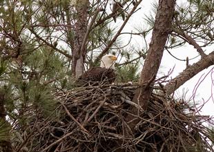 Baby eagle on a nest