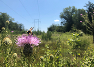 Bee on native thistle