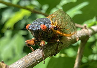 Close up of a cicada