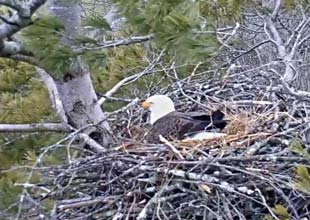 eaglecam-screen-grab-310-by-220 Eagle hatching eggs
