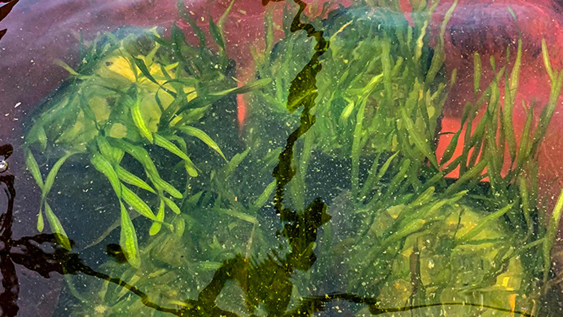 Eelgrass