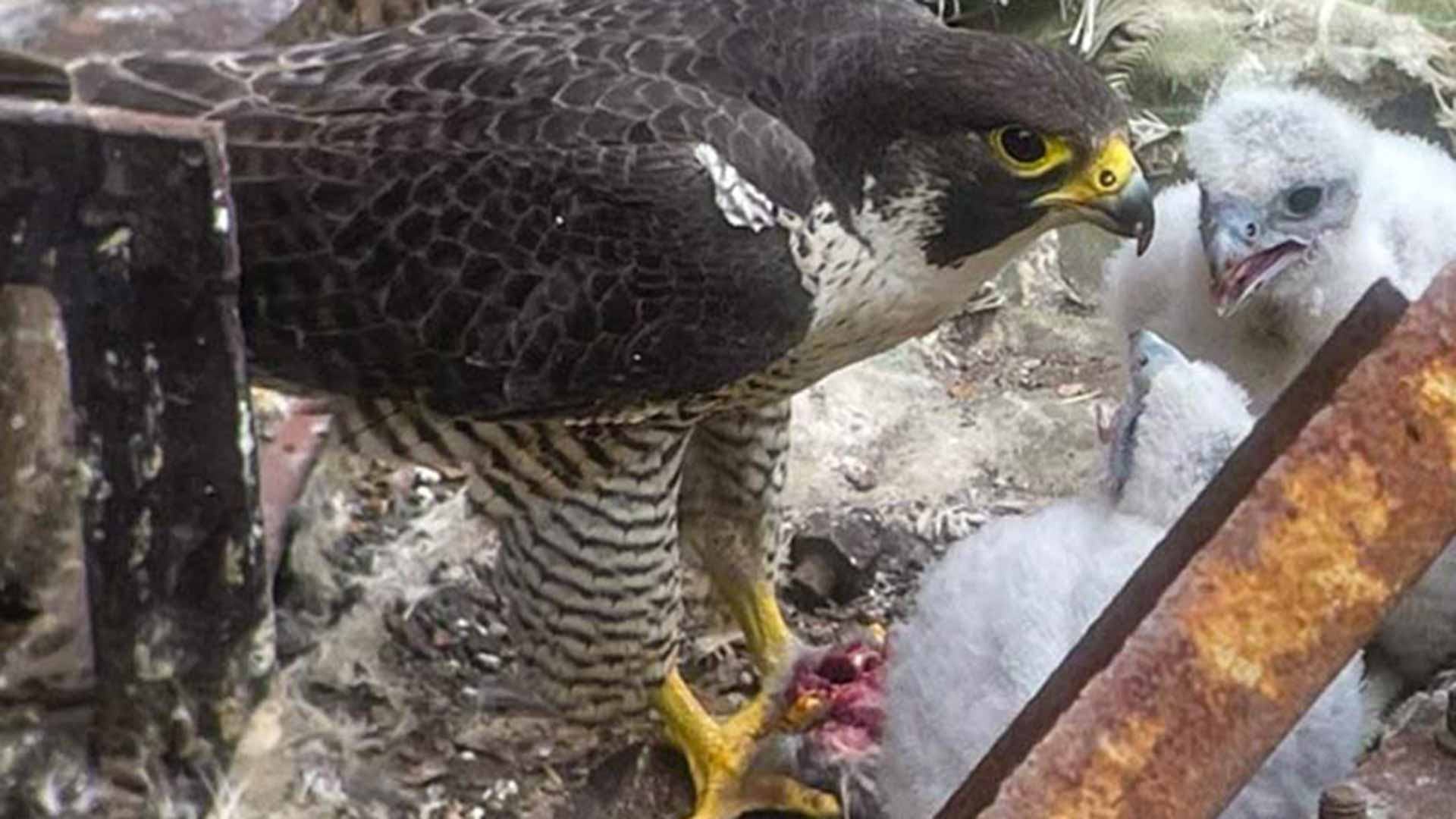 Peregrine falcon feeding chicks in nest.
