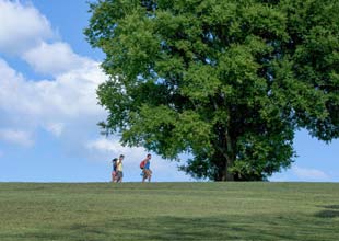 Hikers walk past a large tree atop a hillside on a sunny day