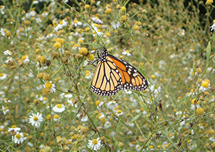 Monarch butterfly in right of way meadow