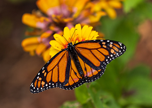 Monarch butterfly alights on orange flower