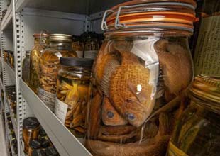 Pickled fish in a jar