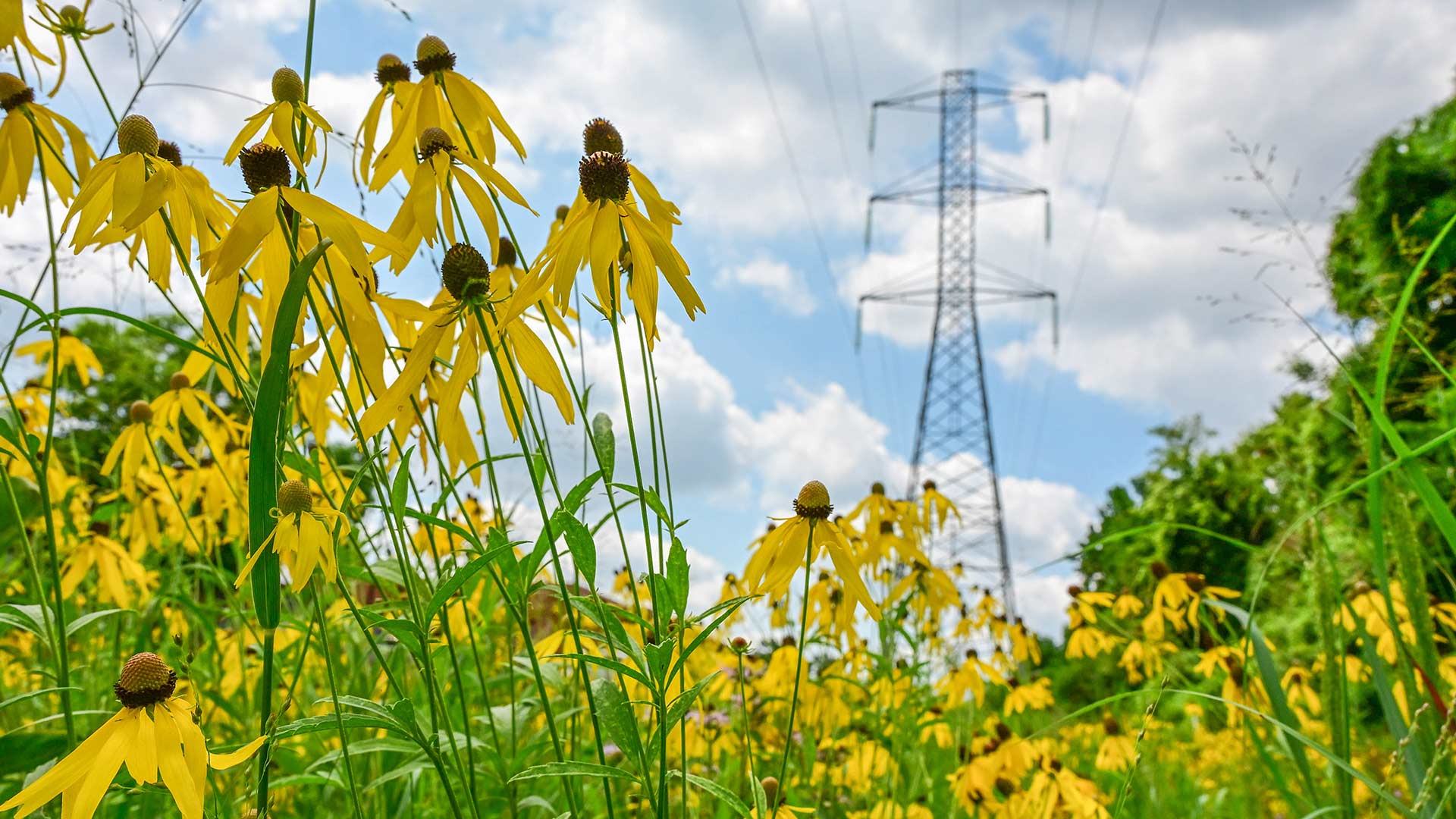 Black-eyed Susan growing on a TVA right of way in Nashville