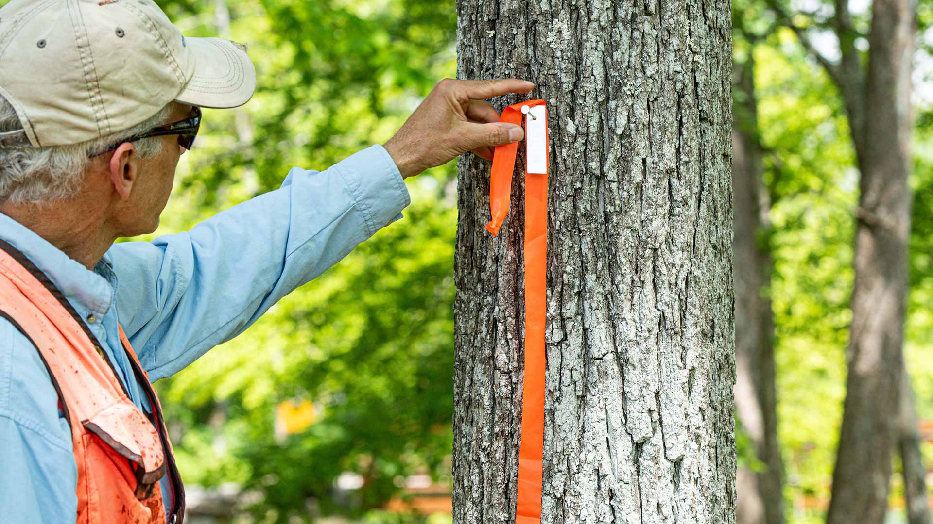 Arborist Randy Short