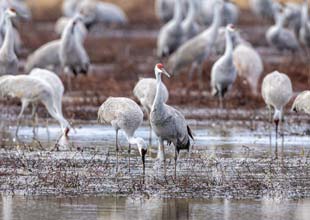 Sandhill cranes gather in shallow water at a wildlife refuge in Decatur, Alabama