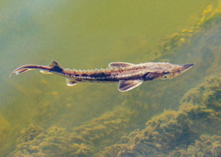 A lake sturgeon in the French Broad River