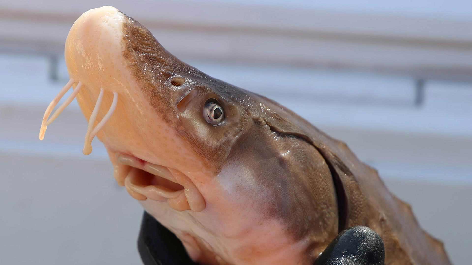 "Whiskers" on a lake sturgeon help it find snails and larvae on the river bottom.