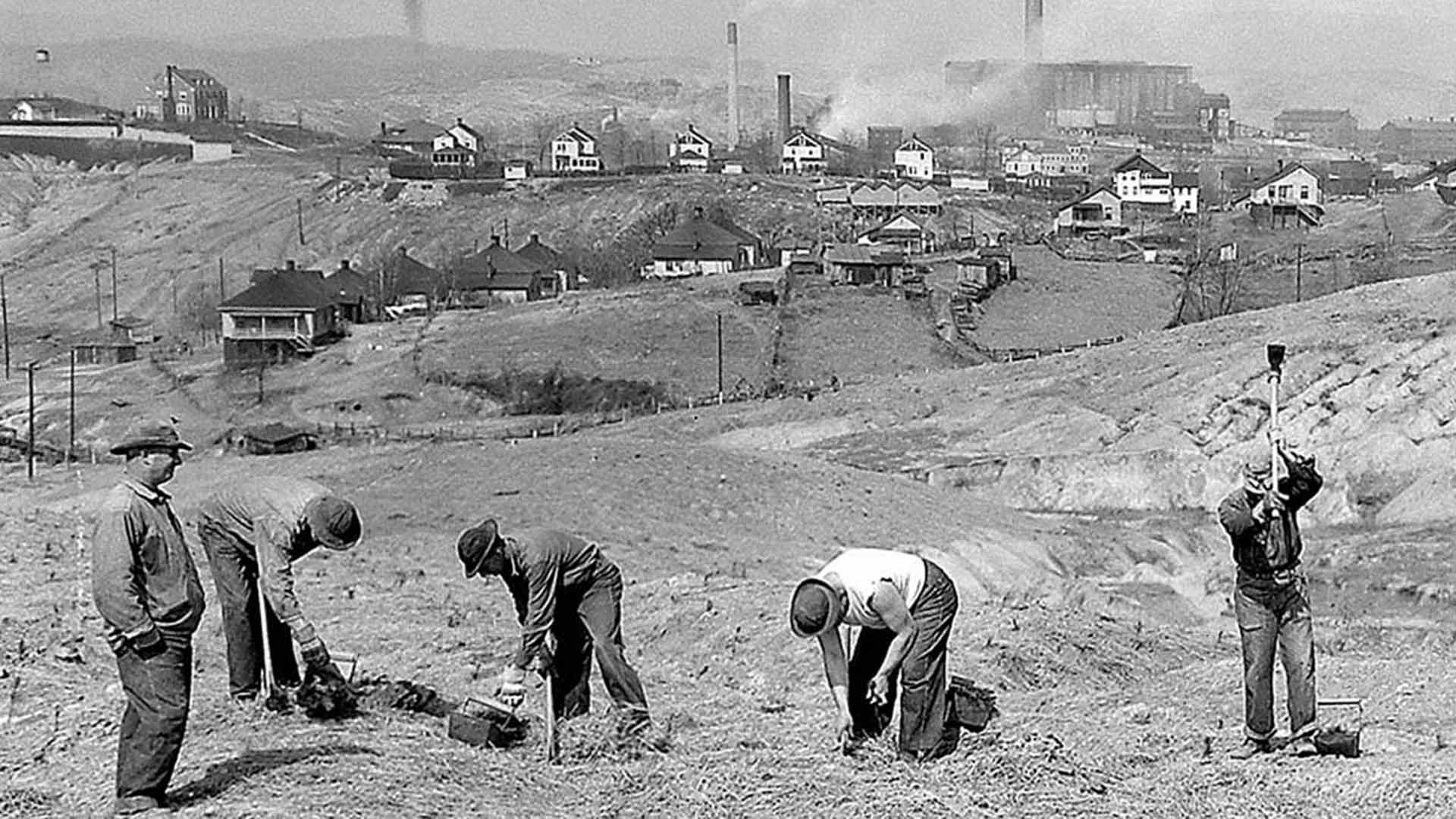 Planting trees near copper mines