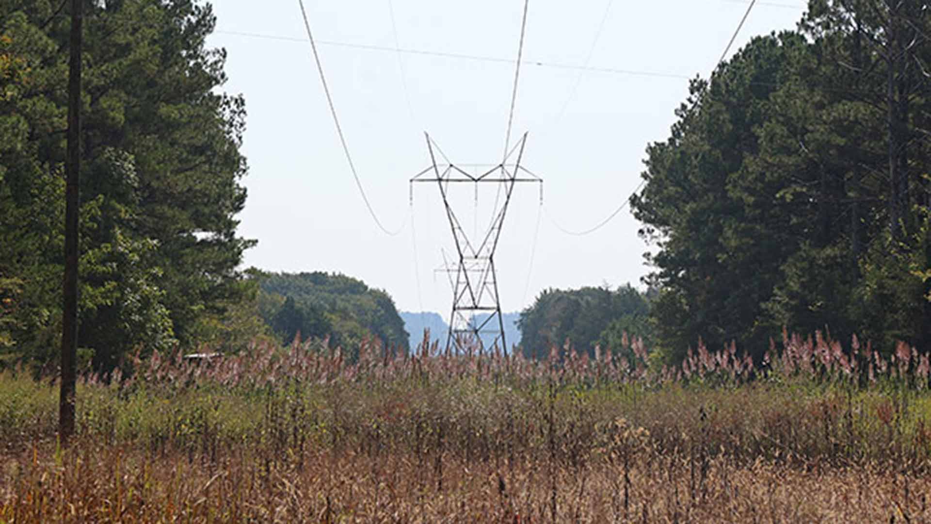 Native grasses growing in a transmission right of way in north Alabama