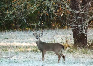 Deer in winter wonderland