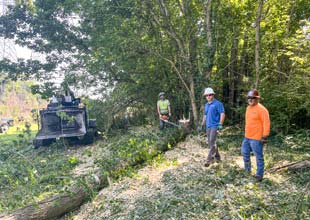 workers clearing a tree in a right-of-way area
