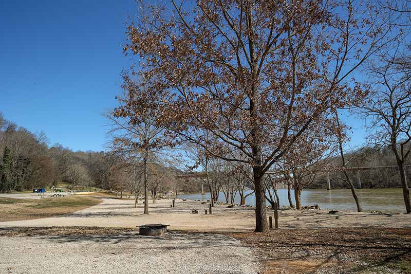 Trees along French Broad River